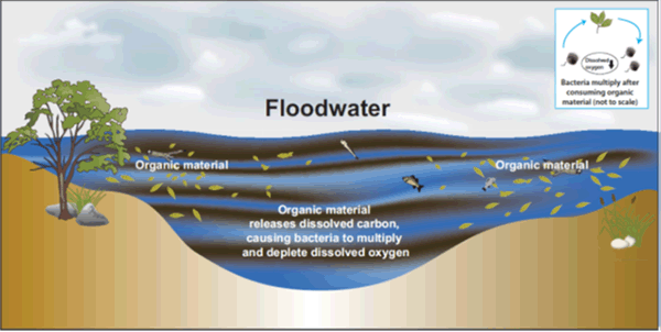 Primary drivers of blackwater events: Floodwater washes organic material that has accumulated on the floodplain into the waterway where it releases dissolved carbon. Bacteria multiply after consuming dissovled carbon, resulting in depletion of dissolved oxygen.